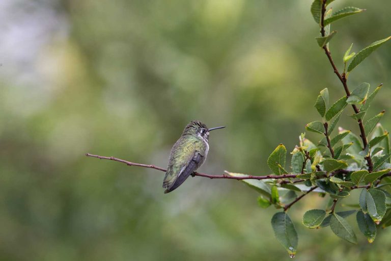 Life habits of Hummingbird 1