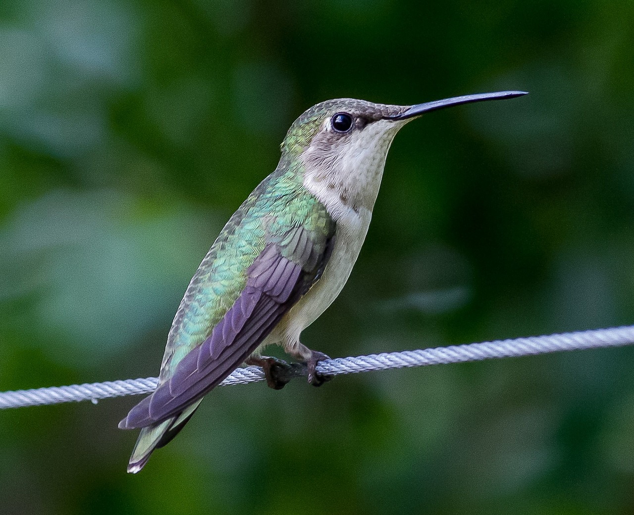 hummingbird gaf71f756e 1280