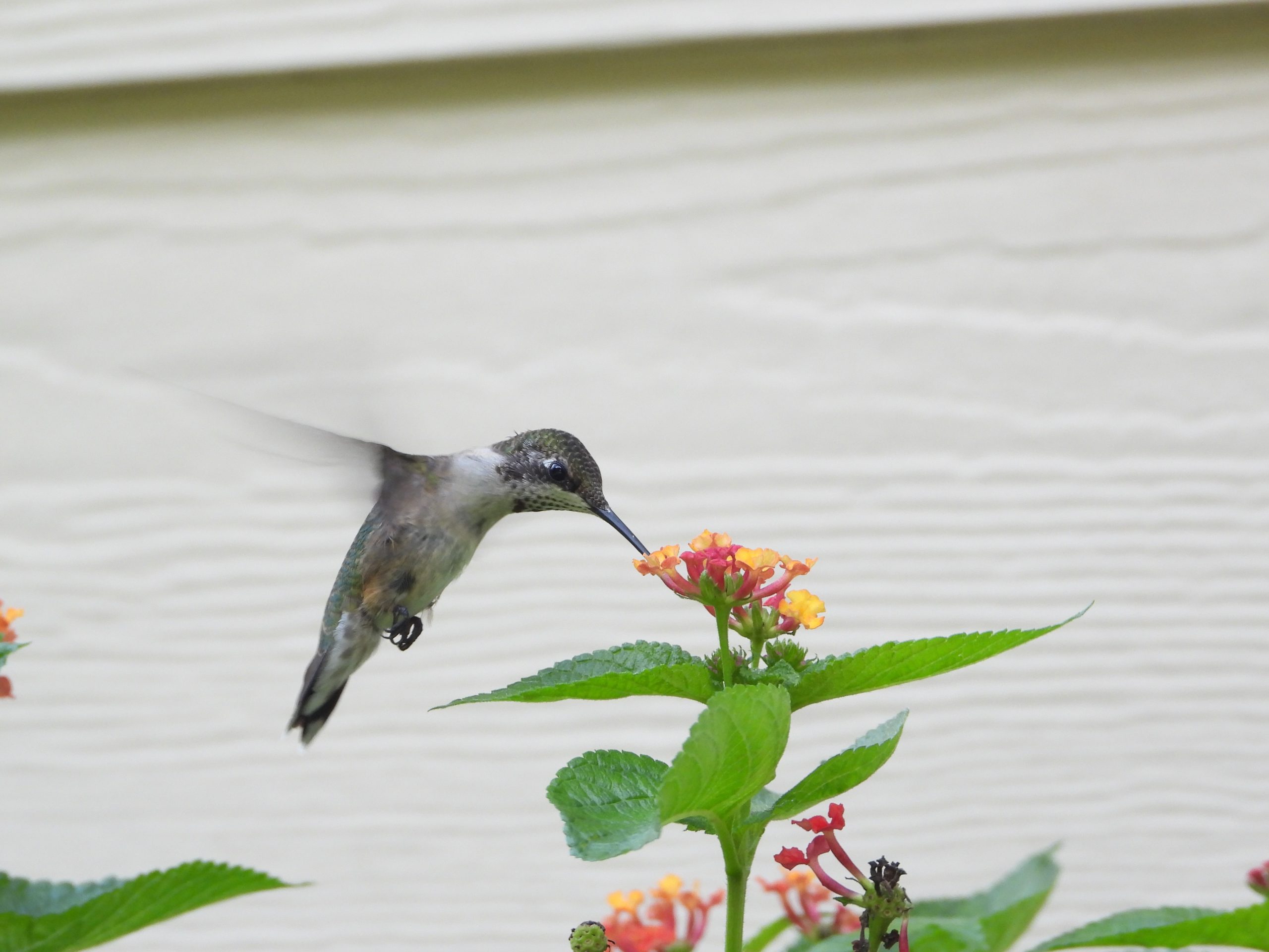 uszwuo hummingbirdHouse 4 scaled